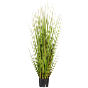 60" Potted Green/Burgundy Flax Grass
