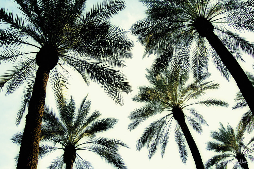 Palm One Canvas Art Print - Artist Karla West