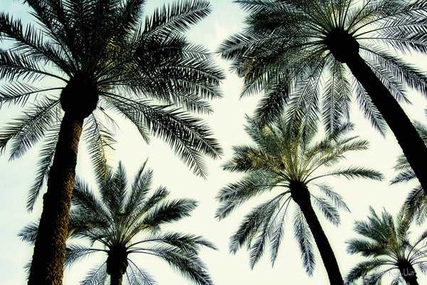 Palm One Canvas Art Print - Artist Karla West