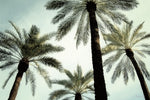 Palm Two Canvas Art Print - Artist Karla West