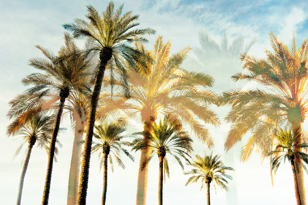 Palm 3 Canvas Art Print - Artist Karla West