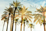 Palm 3 Canvas Art Print - Artist Karla West