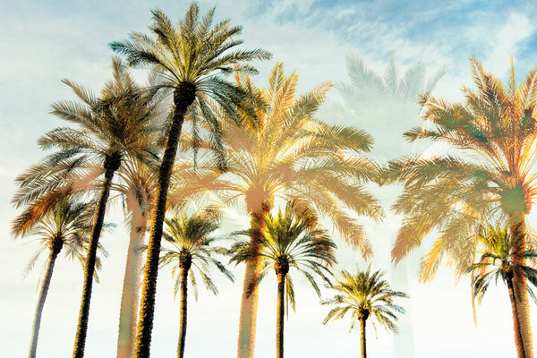 Palm 3 Canvas Art Print - Artist Karla West
