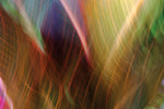 Tropical Abstract 3 Canvas Art Print - Artist Karla West