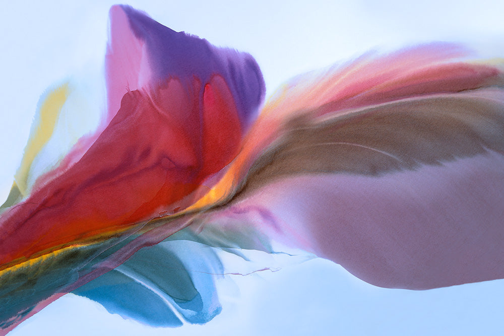 Graceful Canvas Art Print - Artist Dennis Nagatani