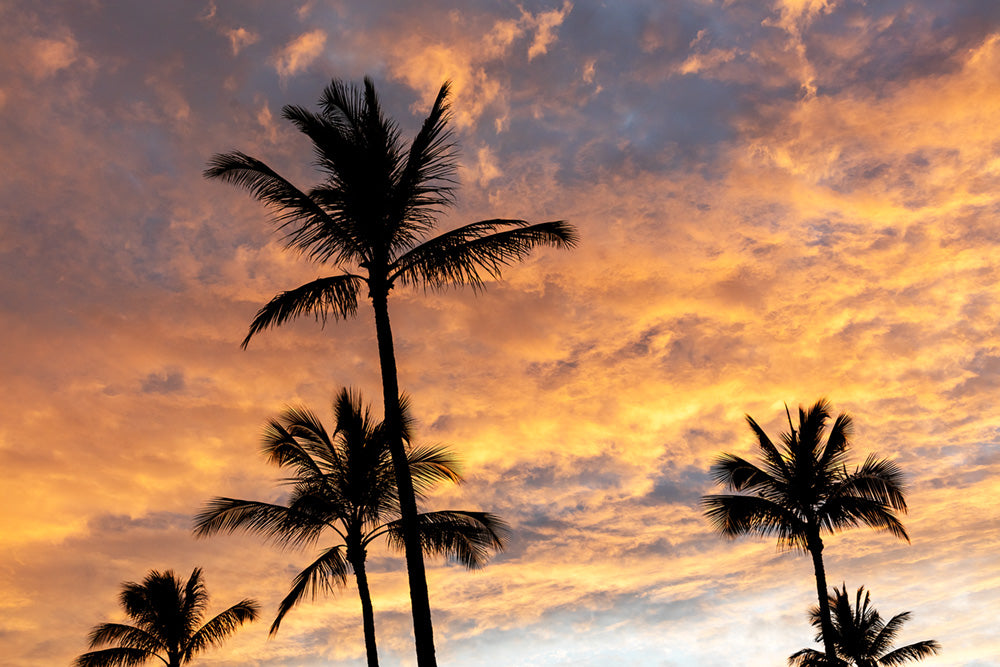Kaanapali Sunrise 34 Canvas Art Print - Artist Toby Goodenough