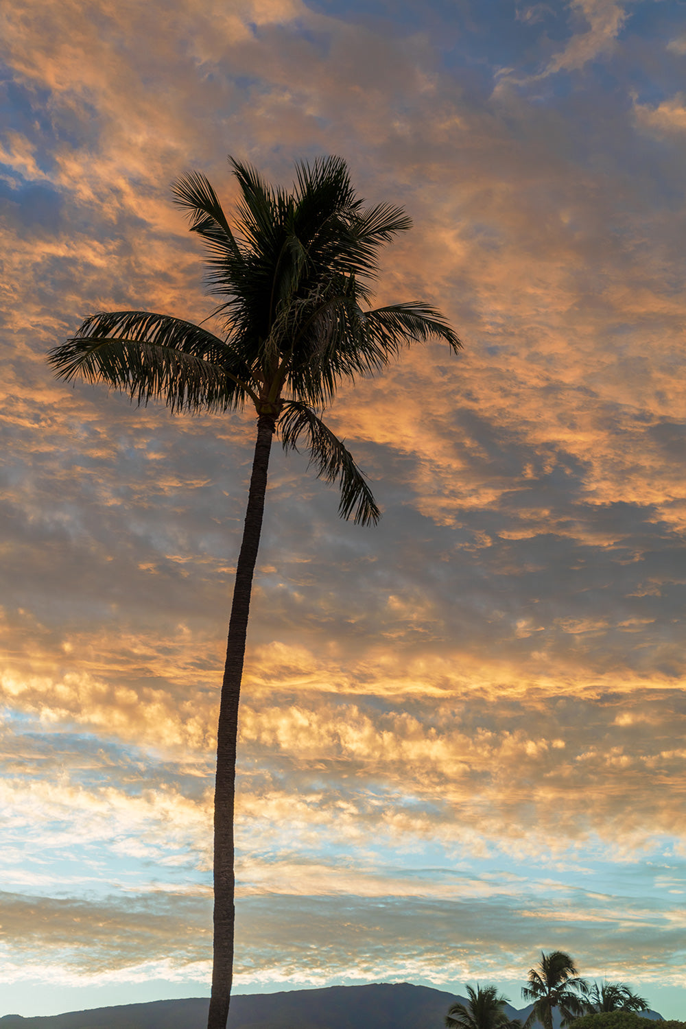 Kaanapali Sunrise 49 Canvas Art Print - Artist Toby Goodenough