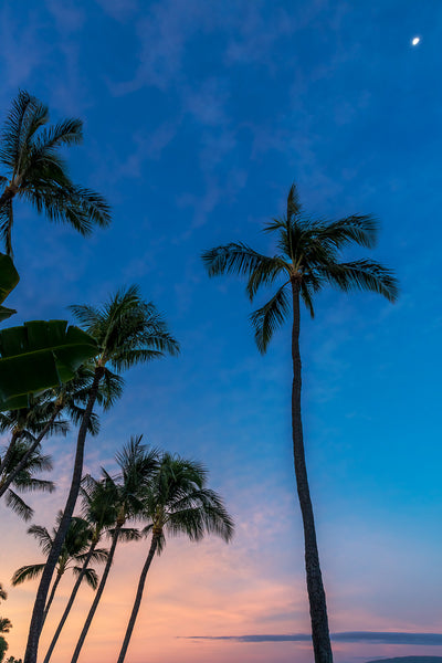 Ts Kaanapali Palm Canvas Art Print - Artist Toby Goodenough