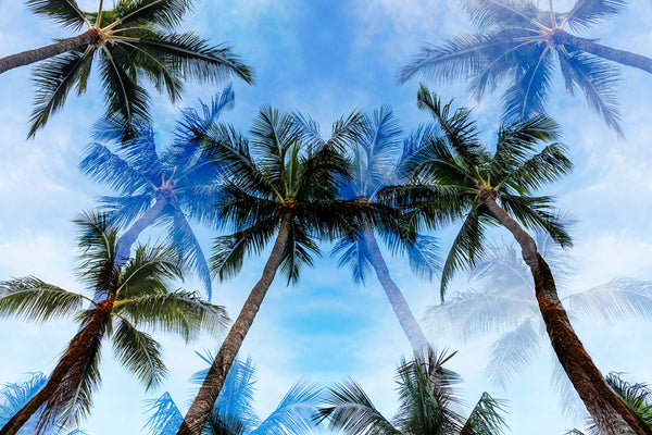Kaanapali Palms Daydream Canvas Art Print - Artist Toby Goodenough