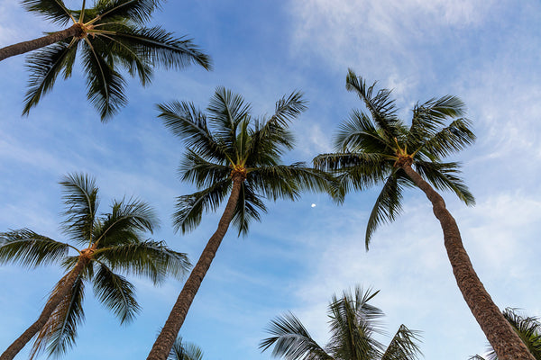 Kaanapali Palms And Moon Canvas Art Print - Artist Toby Goodenough
