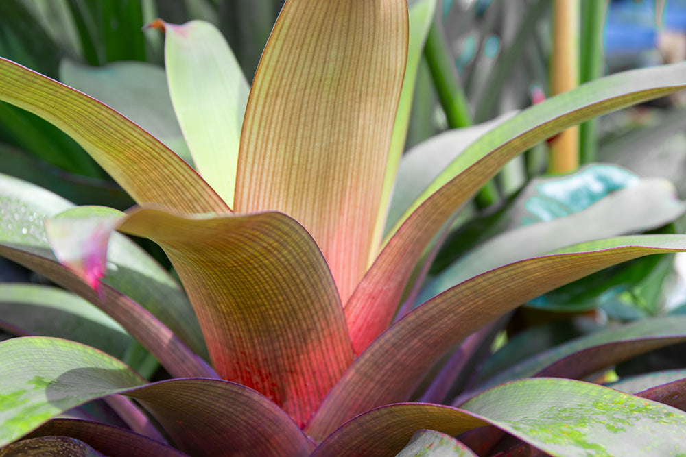 Bromeliad 2 Canvas Art Print - Artist  Barbara Markoff