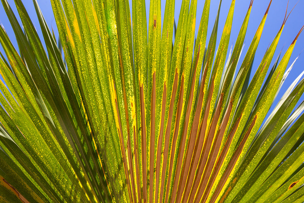 Palm Frond Right Canvas Art Print - Artist  Barbara Markoff