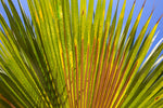 Palm Frond Right Canvas Art Print - Artist  Barbara Markoff