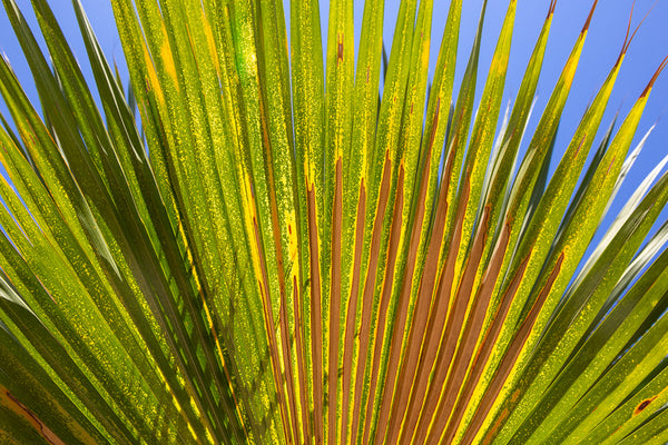 Palm Frond Right Canvas Art Print - Artist  Barbara Markoff