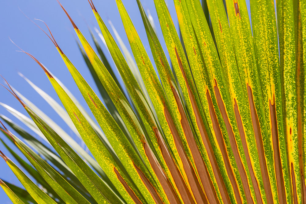Palm Frond Left Canvas Art Print - Artist  Barbara Markoff