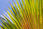 Palm Frond Left Canvas Art Print - Artist  Barbara Markoff