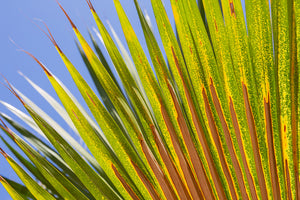 Palm Frond Left Canvas Art Print - Artist  Barbara Markoff