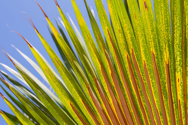 Palm Frond Left Canvas Art Print - Artist  Barbara Markoff