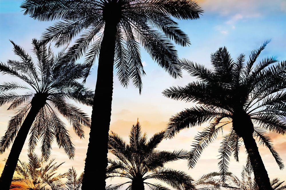 Vintage Palms 2 Canvas Art Print - Artist  Karla West