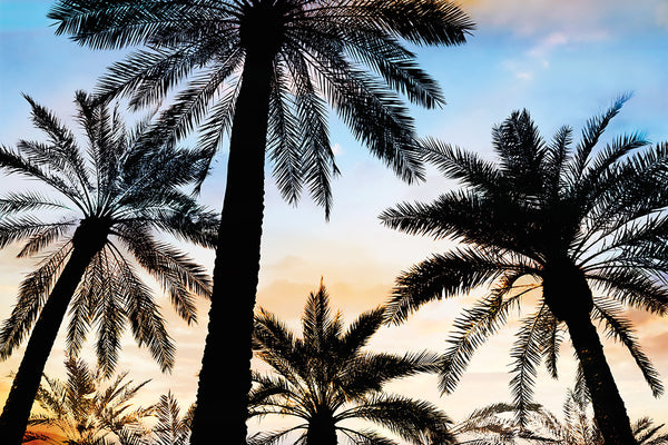 Vintage Palms 2 Canvas Art Print - Artist  Karla West