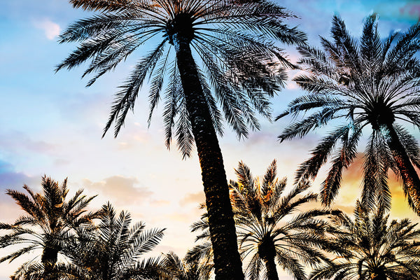 Vintage Palms I Canvas Art Print - Artist  Karla West