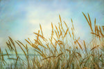 Summer Breeze 1 Canvas Art Print - Artist Dianne Poinski