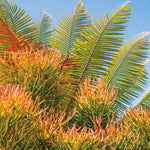 Pencil Cactus Giclee Canvas Print - Artist Barbara Markoff