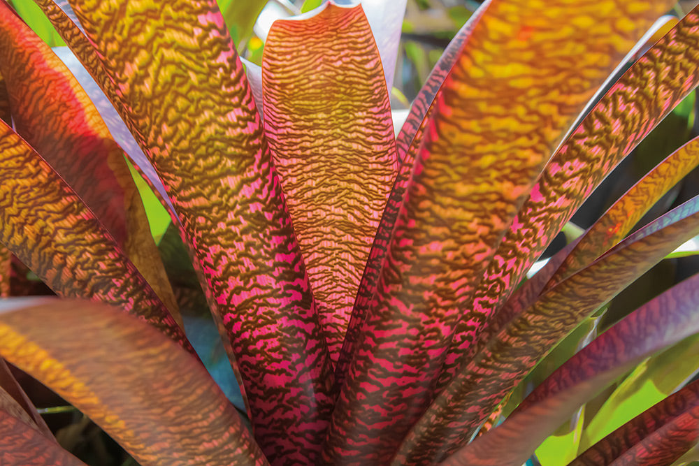 Bromeliad Leaves Canvas Art Print - Artist  Barbara Markoff