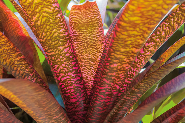Bromeliad Leaves Canvas Art Print - Artist  Barbara Markoff