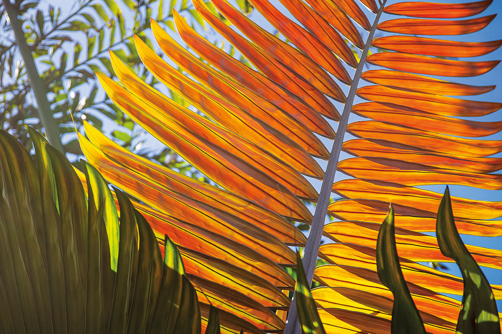 Orange Frond Canvas Art Print - Artist  Barbara Markoff