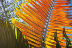 Orange Frond Canvas Art Print - Artist  Barbara Markoff