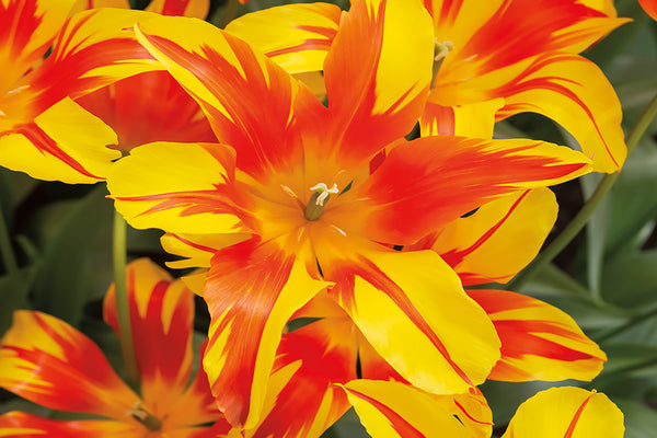 Tulip Close Up Canvas Art Print - Artist Barbara Markoff