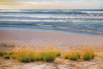 Beach Grasses Canvas Art Print - Artist Barbara Markoff