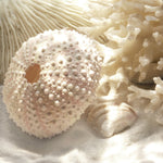 Coral Shell I Giclee Canvas Print - Artist Donna Geissler