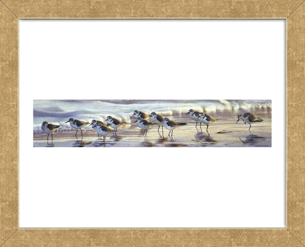 Shoreline Sanderlings Framed Art Print -  Artist  Matthew Hillier